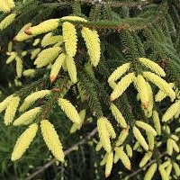 Eglė rytinė (Picea orientalis) 'Aureospicata'